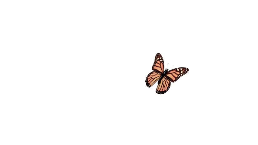 butterfly flying on a white background with alpha channel