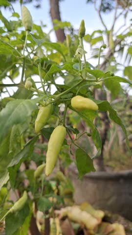 Close-up of Green Bird's Eye Chili Peppers Capsicum Frutescens Shaking in the Wind. Authentic Garden Agriculture Scene. Natural Botanical Movement of Spicy Tropical Plant with White Flowers Real-time