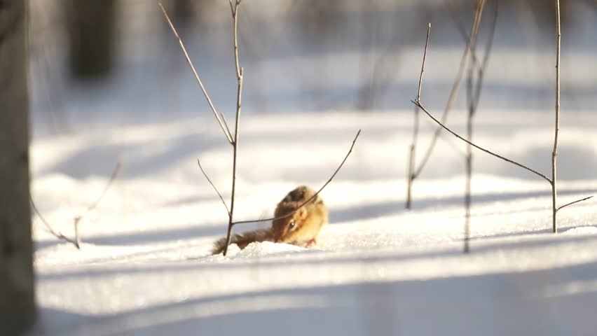 Eastern chipmunk sniffing and exploring on top of snow during a sunny winter day. The small striped rodent walks across the snowy surface while searching for food before quickly running away, creating a natural wildlife behaviour scene in a forest environment.
