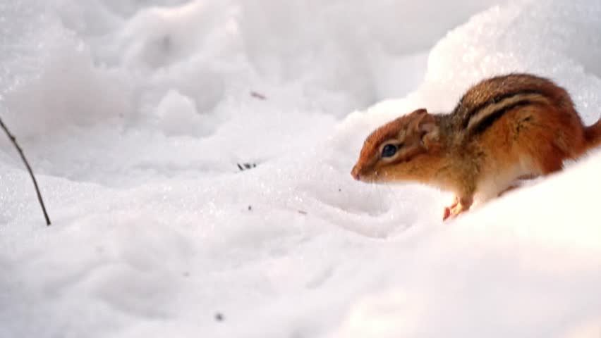 Close-up of an eastern chipmunk jumping through the snow on a sunny winter day. The small striped rodent makes a quick leap, pauses briefly while sniffing the air, then jumps away again across the snowy forest floor, showing natural wildlife behavior in a winter environment.