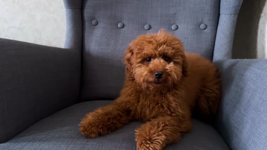 Brown puppy sitting grey soft armchair. Small curly naughty dog barks angrily at home interior. Cute pet bad behavior, disobedience, need working with doggy trainer. Frightened puppy defends itself.