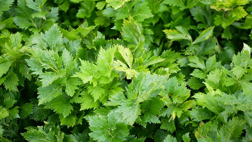 Farm celery Apium graveolens bio garden Dulce group organic healthy plant fresh green plant and dried leaves and stalk leftover organic domestic compost cultivated winter and early spring vegetables growing and planted in the field farming plantation ready to harvest close-up picture shot.