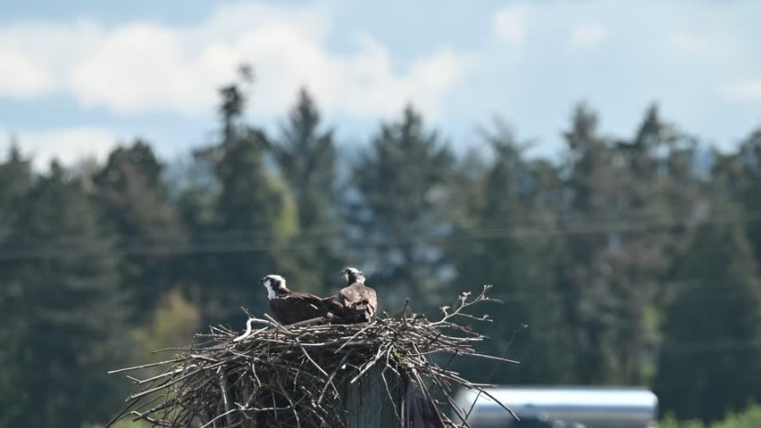 A mated pair of osprey vocalizing in their nest near a highway