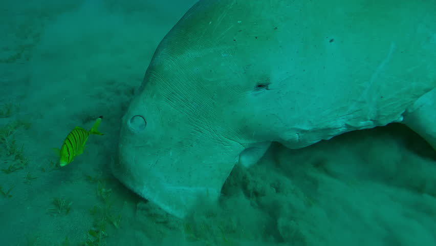 Portrait of Sea Cow Dugong dugon grazing on sandy-silty seabed, greedily feeding Smooth ribbon seagrass Cymodocea rotundata, with a Golden Trevally Gnathanodon speciosus swim around it, Slow motion