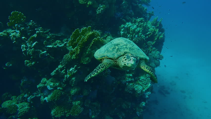 Front view of Sea Turtle swims approaching and looking at camera in bright sunlight on a sunny day, Close-up, Slow motion of Hawksbill Sea Turtle or Bissa, Eretmochelys imbricata