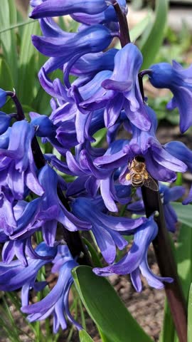 Honey bees pollinating blue hyacinth flowers with visible pollen sacs on their legs in a garden. One bee crawls into a small blossom while a second bee arrives to an adjacent flower below, showing active nectar collection and natural pollination in a vertical close-up UHD shot.