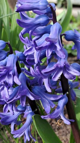 Honey bee hovering in front of blue hyacinth flowers before landing to pollinate a small blossom. The insect shows visible pollen sacs on its legs, crawls into the flower, then quickly backs out and flies away in a detailed vertical close-up shot.