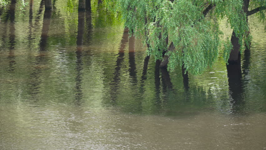 Flooded trunks of deciduous trees and willows in urban park during river overflow. Extreme rainfall and downpours caused rise of river level and flooding.
