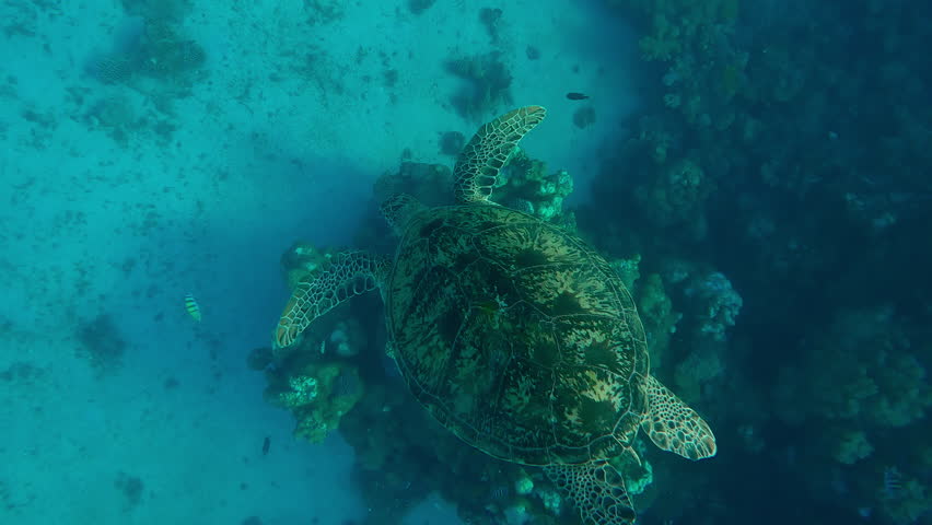 Top view of Sea Turtle swimming to sea bottom along the coral reef, Close-up, Slow motion of Great Green Sea Turtle, Chelonia mydas