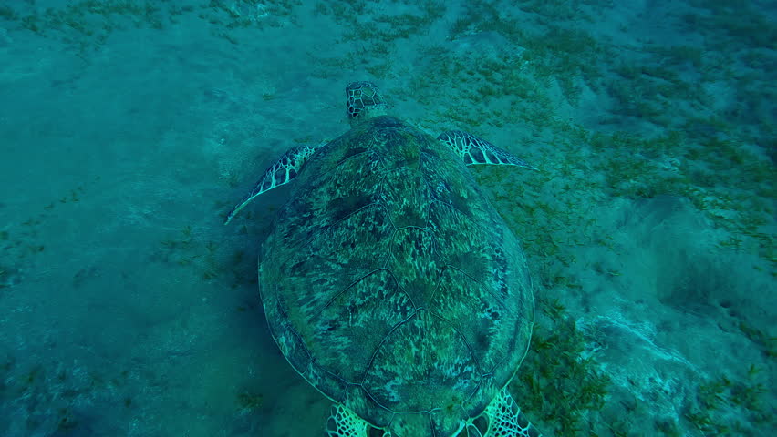 Top view of Sea Turtle with shark bite marks on fins swimming in turquoise water, Slow motion of Great Green Sea Turtle, Chelonia mydas with its front flippers bitten off by shark swims above seabed