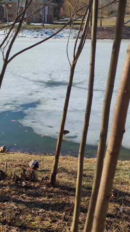 Wild ducks standing on ice and swimming in cold water of winter lake
