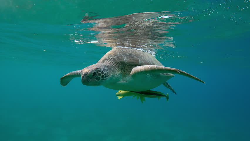 Portrait of Sea turtle swims below water surface in evening light in backlit, Close-up, Slow motion of Great Green Sea Turtle, Chelonia mydas floating on the surface of water at sunset