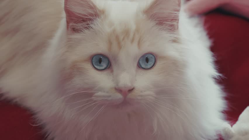 Ragdoll Cat Portrait with Blue Eyes