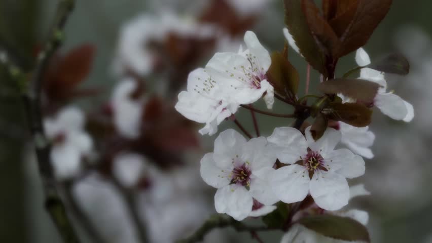 White Cherry Plum Blossom Swaying in Spring Breeze (Prunus Cerasifera)
A high-quality close-up shot of delicate white cherry plum blossoms (Prunus cerasifera) with dark reddish foliage, gently swaying in the spring wind. This cinematic clip captures the essence of spring renewal and nature's beauty, making it perfect for seasonal advertising, meditative content, or nature documentaries. Shot in Canon Hill Park, Birmingham.
