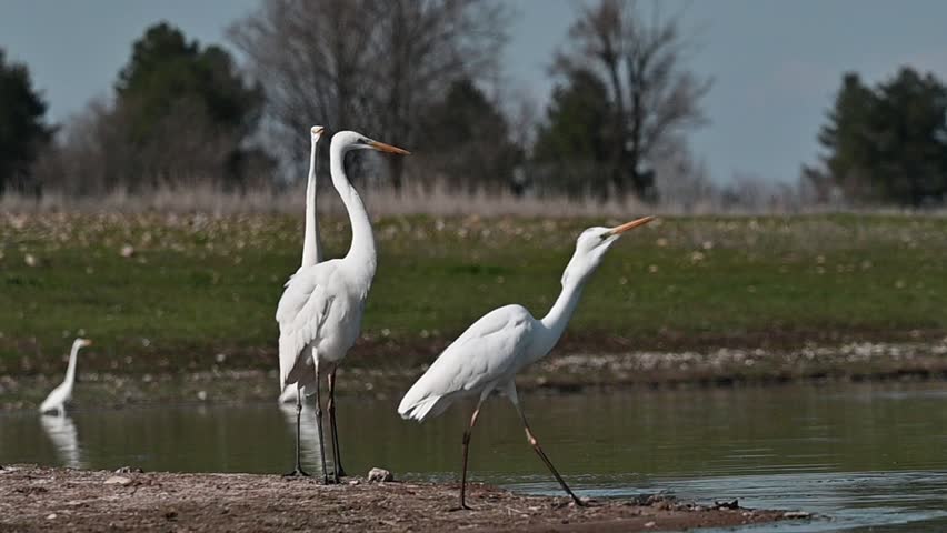 Little Egret (Egretta garzetta) is a common species in the wetlands of the Tigris Valley. And they usually fish.