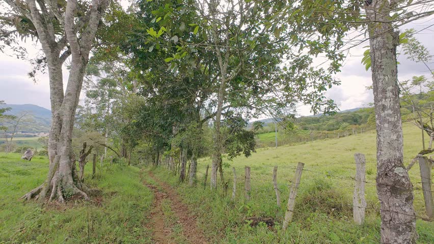 Panning of hilly landscape with trail and some cows in cloudy day. Displaying environmental impact of livestock farming.