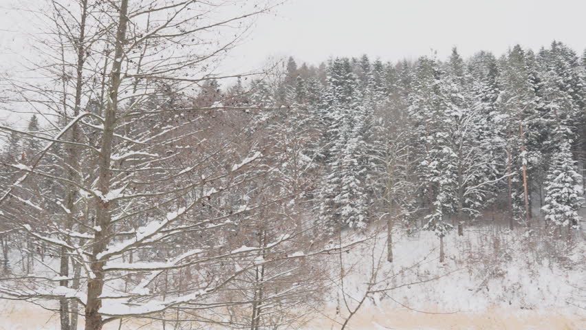 Wide view of snowy forest hillside with dense trees covered in winter snow. Camera remains static capturing calm cold woodland landscape during snowy season.