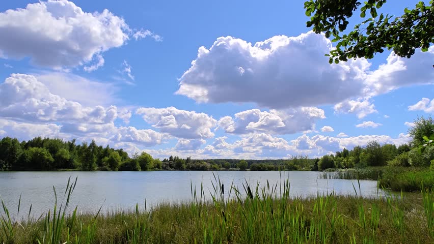 Alder, birch, willow and pine trees grow on the grassy shores of the lake. The wind creates ripples on the water. Reeds grow in the water. Sunny summer weather and blue sky with clouds