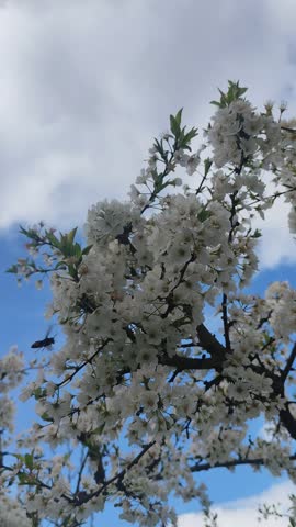 A low-angle shot of a fruit tree in full bloom with white flowers and green leaves swaying gently against a bright blue sky with white clouds.