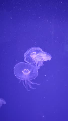 Beautiful Sea Moon jellyfish in the neon light in aquarium, dark background. High quality 4k footage