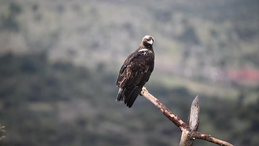 a majestic imperial eagle (aquila adalberti) on spain