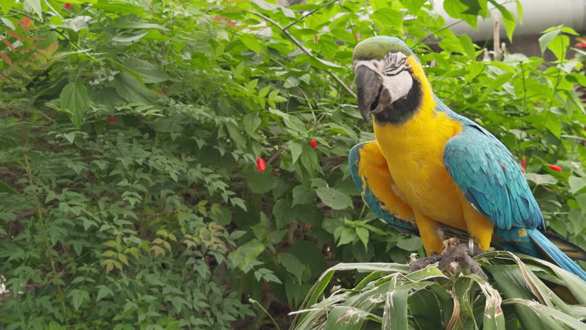 A stunning close up of a bright and colorful tropical parrot with vivid feathers perched on a tree branch surrounded by lush green foliage in a natural jungle environment
