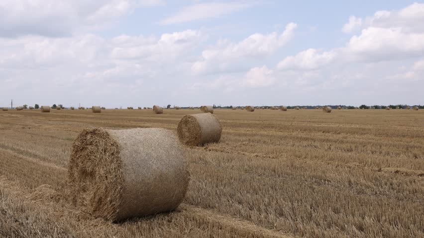 Many hay bales in field. Camera moving right