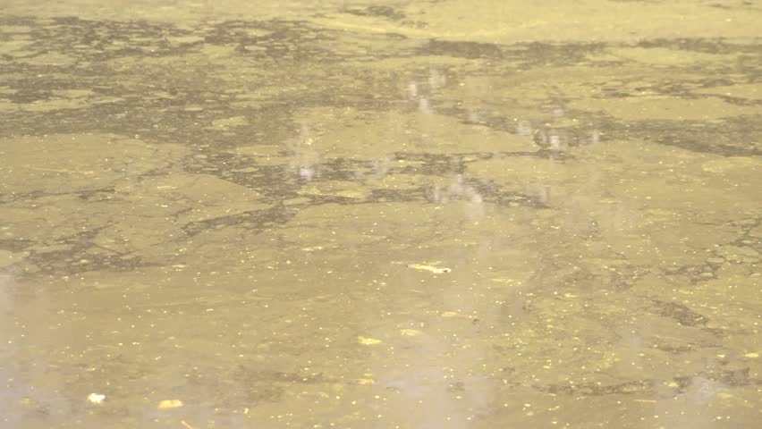 Murky green pond water with patches of algae and floating particles, slow motion, peaceful natural background.