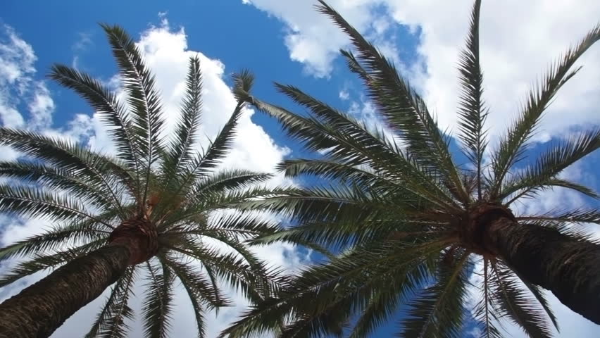 A look from the bottom up. Palm leaves trembling in the wind against a blue sky