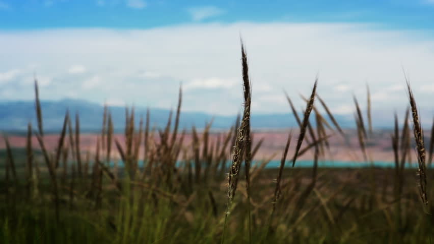 The stems of prairie grass and defocused background with mountains and lakes