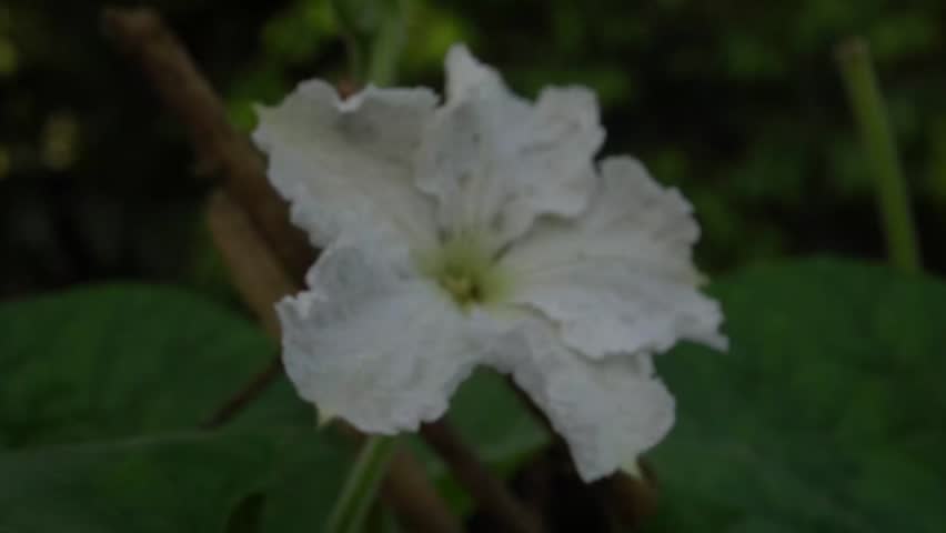 Macro footage of delicate white blossom with yellow center. Cinematic clip capturing natural movement of plant life. Organic textures and soft daylight.