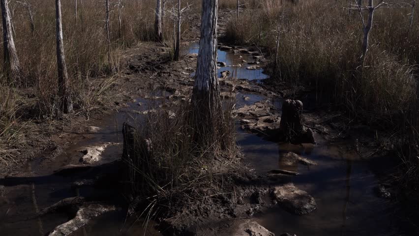 A majestic trail with water, rocks, as well as tree trunks, leafless trees, and twigs moving under the effect of the wind, with a breathtaking appearance.