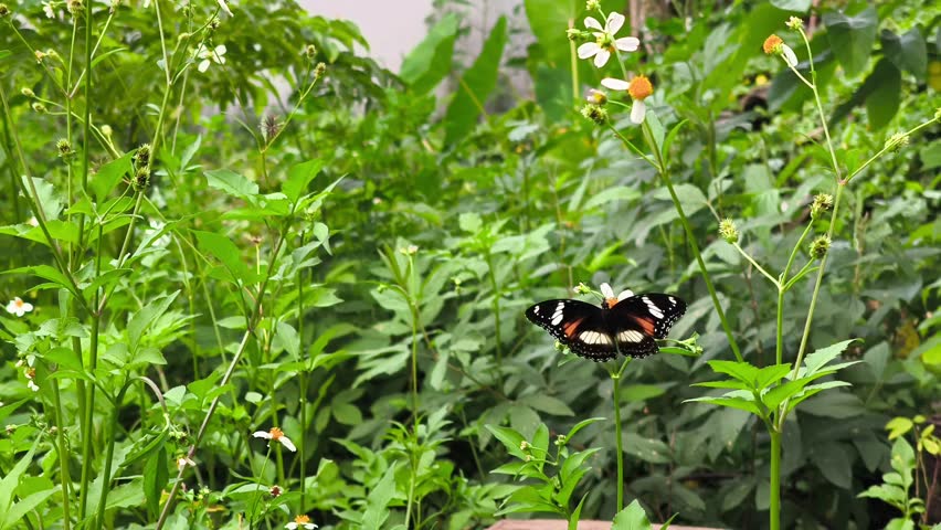 Brown butterfly resting on small white wildflower surrounded by fresh green garden foliage.