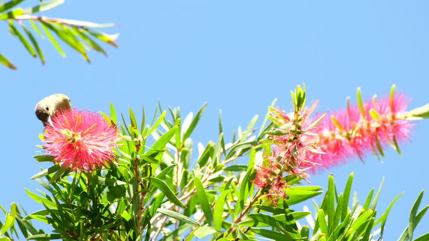 Female malachite sunbird feed on nectar of red bottlebrush tree flower in canopy