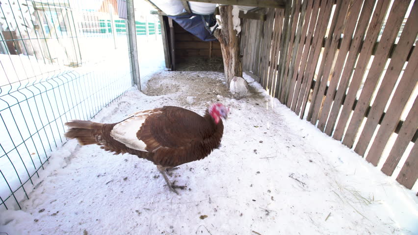 A turkey moves around in a snowy farmyard. Another bird is seen nearby in a fenced area. The shelter provides some protection from the cold.