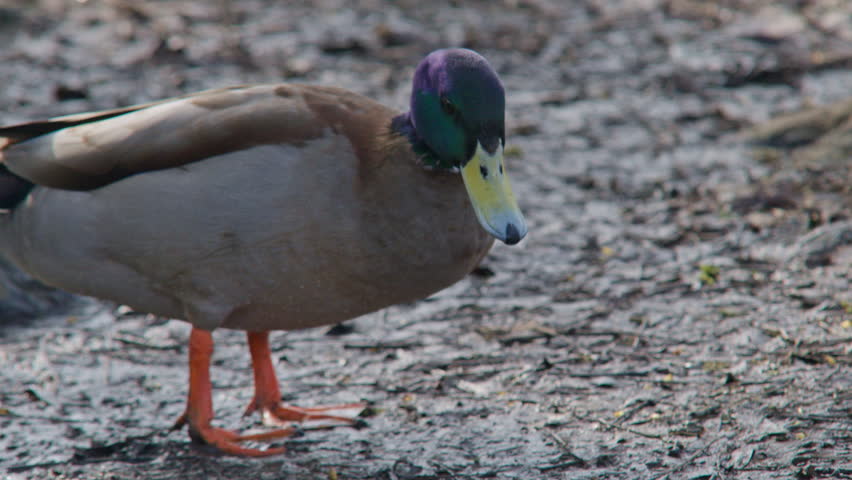 two dabbling duck mallards birds animals on the sunny day time, wildlife nature fauna closeup view of scenery