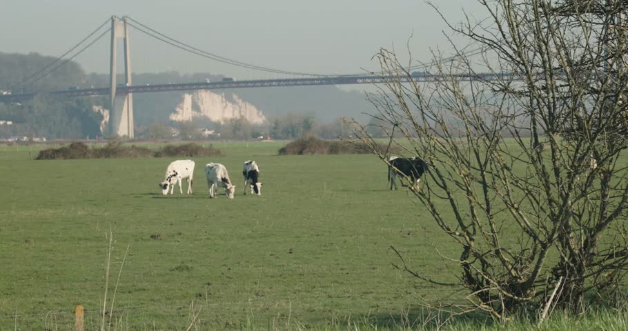 Cows graze peacefully in a green pasture in the Normandy countryside near Le Havre, France. I
