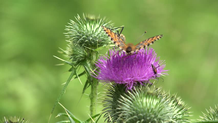 Butterfly Gathering Pollen on Thorns Flower, Flying Bee, Insects Pollinating Thistles, Desert Medicine Plants, Pollination