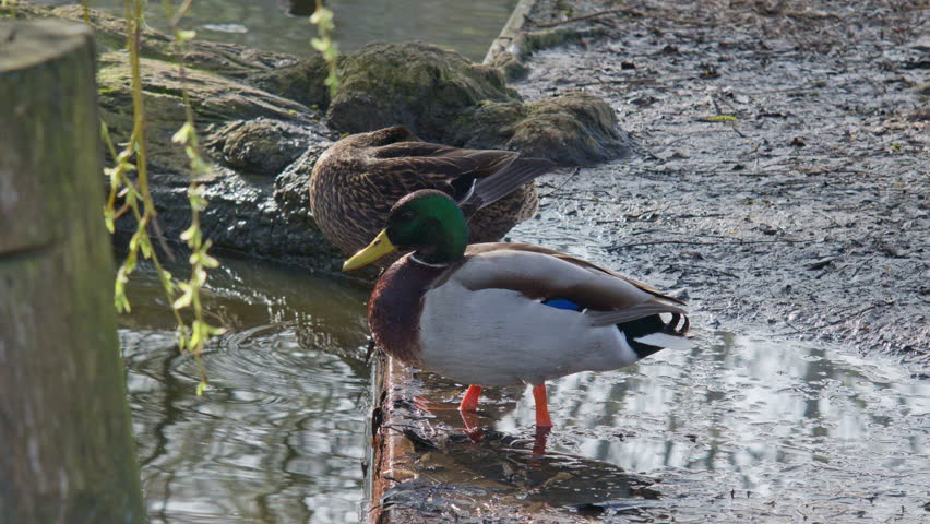 two dabbling ducks mallards birds animals next to the water river on the sunny day time, wildlife nature fauna closeup view of scenery