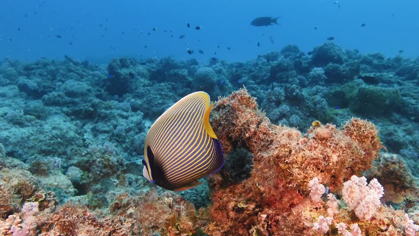 Colorful angelfish are swimming near coral reef structures in the tropical waters of Mauritius. Vibrant underwater marine life scene perfect for diving, wildlife, and ocean ecosystem visuals.