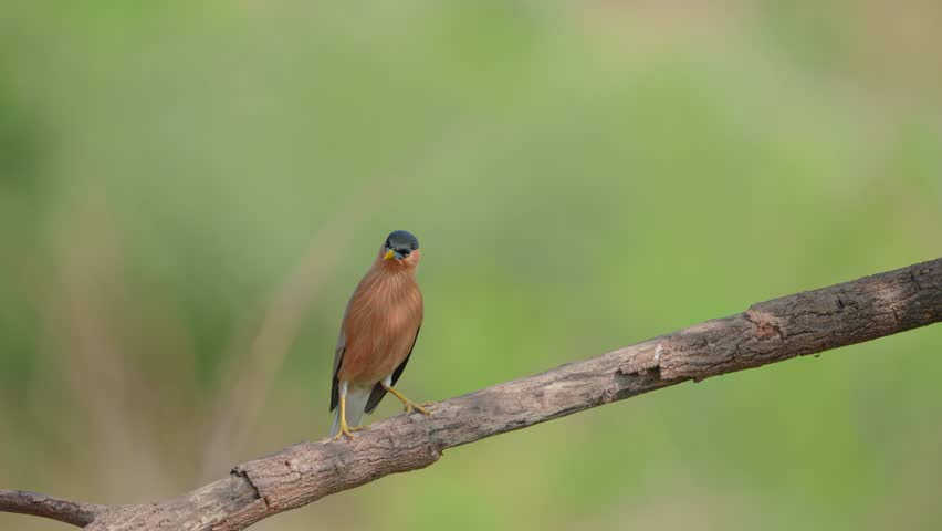 Brahminy Starling is a superb looking bird at close range. beautiful bird Brahminy Starling, on branch take of Thailand