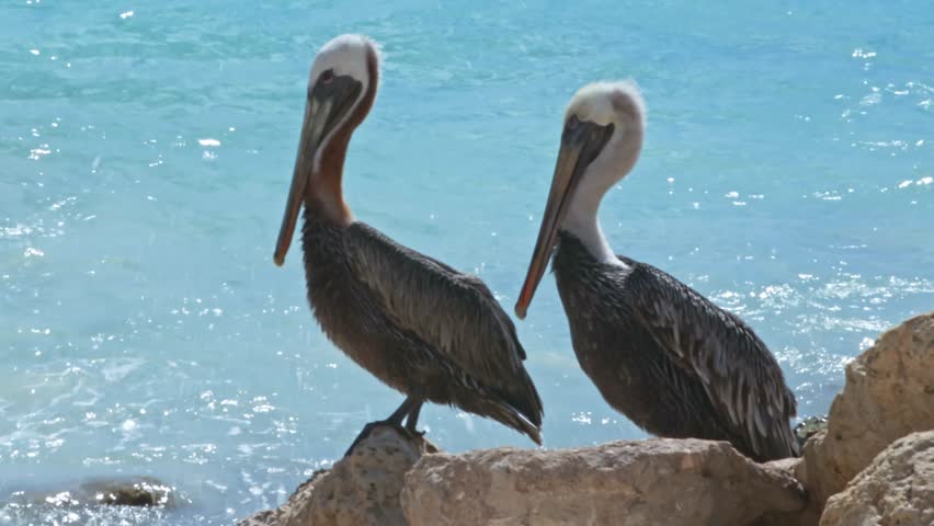 Close up view of brown pelicans resting on coastal rocks near turquoise waters of Caribbean Sea. Aruba.