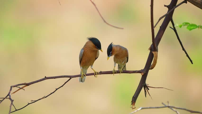 Brahminy Starling is a superb looking bird at close range. beautiful bird Brahminy Starling, on branch take of Thailand