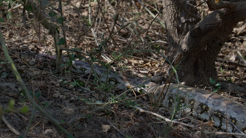 Indian Rock Python descending into burrow opening surrounded by dry forest grass.
