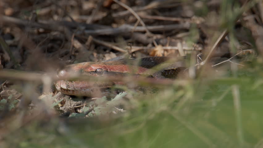 Indian Rock Python lying among dry vegetation and fallen leaves in natural woodland habitat.