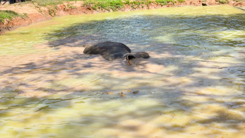 A large Thai elephant cools off by submerging and bathing in a muddy outdoor pond