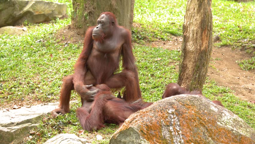 Static medium shot of two Bornean orangutans interacting and grooming in a grassy forest clearing
