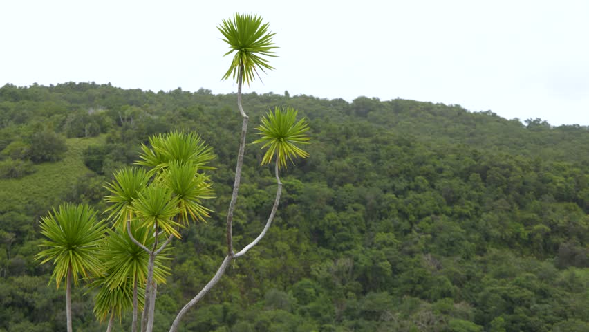 Static wide shot of a native pandanus tree against a lush tropical mountain landscape