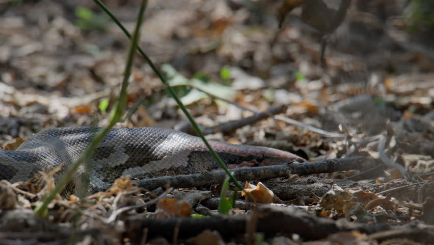 Indian Rock Python partially hidden in dry grass and leaf litter within woodland terrain.