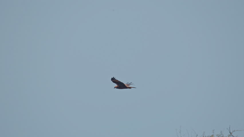 red Kite flying freely against blue sky in wildlife scene.